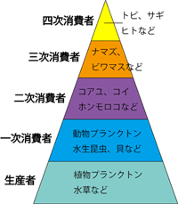 湖畔の生態系