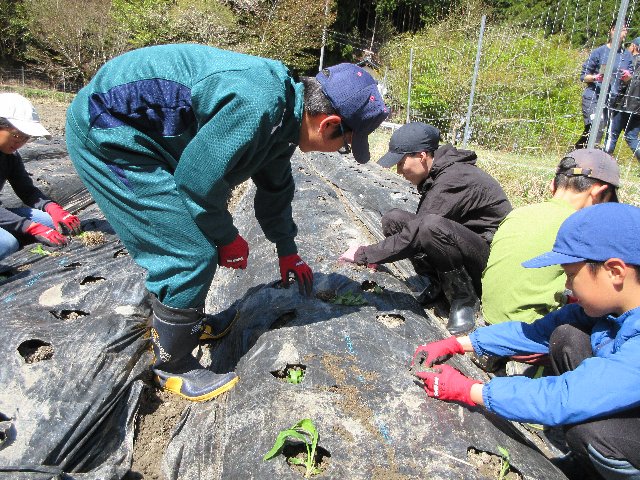 友禅菊苗植え00.jpg