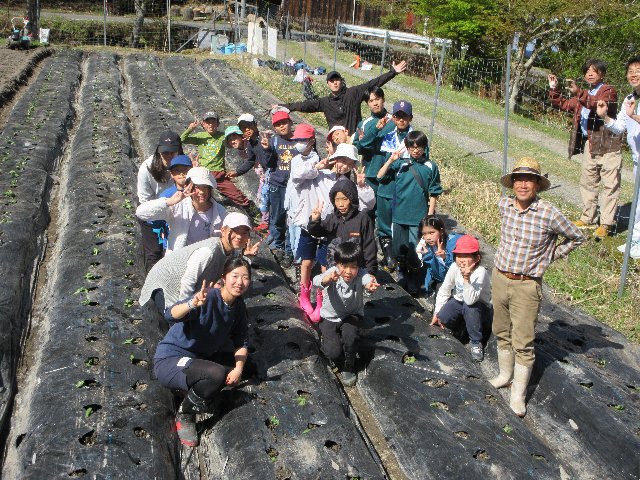 友禅菊苗植え04.jpg