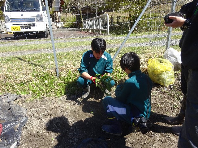 友禅菊苗植え06.jpg